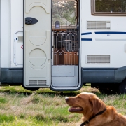 Retractable dog gate for Motorhome and Caravan entrances