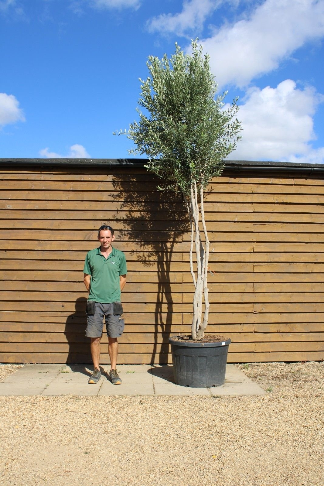 Tall Multi Stem Olive No. 517 – Olive Grove Oundle