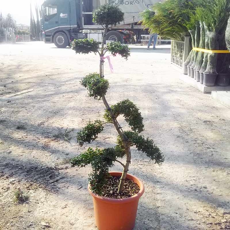 Ilex Crenate Kinme (Tuscan Style)